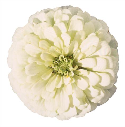 Photos von Blumenvarianten benutzt als: Beet- / Rabattenpflanze Zinnia elegans Topolino White