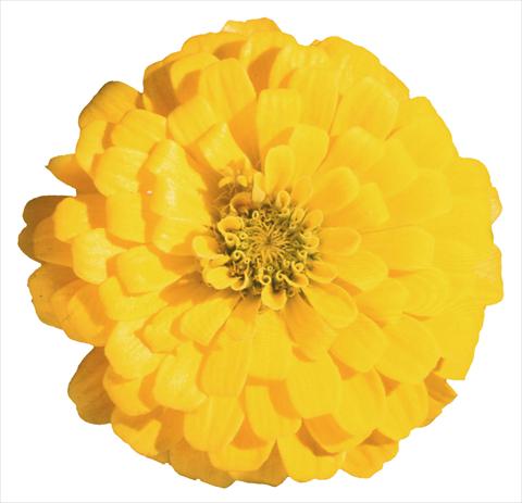 Photos von Blumenvarianten benutzt als: Beet- / Rabattenpflanze Zinnia elegans Topolino Yellow