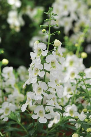 Photos von Blumenvarianten benutzt als: Topf, Beet, Terrasse, Ampel Angelonia Archangel White