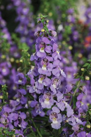 Photos von Blumenvarianten benutzt als: Topf, Beet, Terrasse, Ampel Angelonia Serena™ Blue