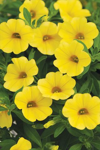 Photos von Blumenvarianten benutzt als: Topf, Beet, Terrasse, Ampel Calibrachoa Cabaret™ Yellow