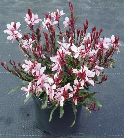 Photos von Blumenvarianten benutzt als: Beet- / Rabattenpflanze Gaura lindheimeri Gaudi™ Pink
