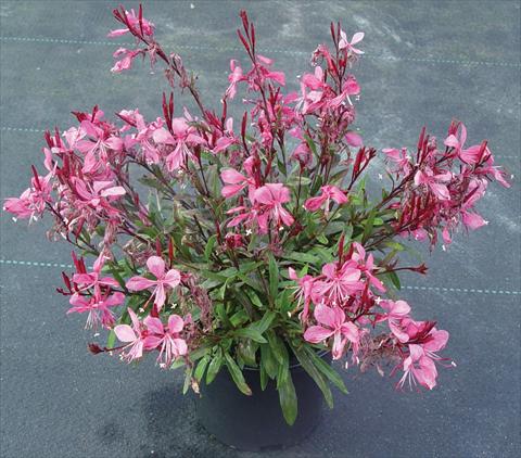 Photos von Blumenvarianten benutzt als: Beet- / Rabattenpflanze Gaura lindheimeri Gaudi™ Rose