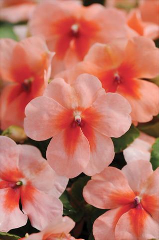 Photos von Blumenvarianten benutzt als: Topf und Beet Impatiens walleriana DeZire™ F1 Peach Splash