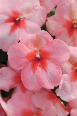 Photos von Blumenvarianten benutzt als: Topf und Beet Impatiens walleriana DeZire™ F1 Pink Splash