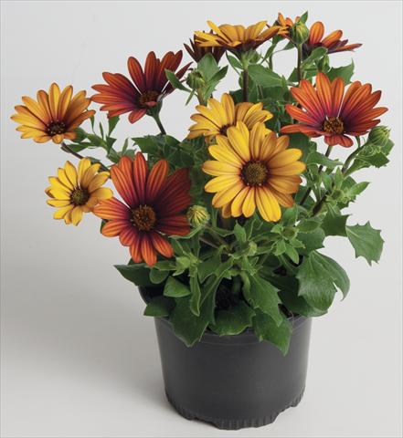 Photos von Blumenvarianten benutzt als: Topf und Beet Osteospermum ecklonis Astra™ Fire