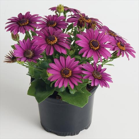Photos von Blumenvarianten benutzt als: Topf und Beet Osteospermum ecklonis Astra™ Purple