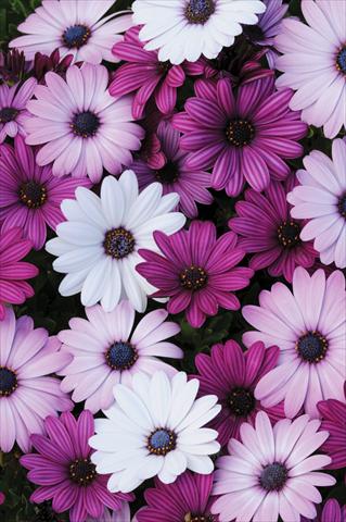 Photos von Blumenvarianten benutzt als: Topf und Beet Osteospermum Akila™ Mix