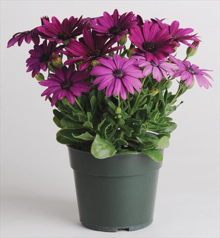 Photos von Blumenvarianten benutzt als: Topf und Beet Osteospermum Akila™ Purple