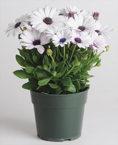 Photos von Blumenvarianten benutzt als: Topf und Beet Osteospermum Akila™ White