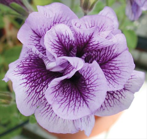 Photos von Blumenvarianten benutzt als: Topf, Beet, Terrasse, Ampel Petunia Viva® Double Purple Vein