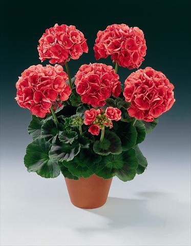 Photos von Blumenvarianten benutzt als: Topf, Beet, Terrasse Pelargonium zonale pac® Bergpalais
