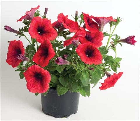 Photos von Blumenvarianten benutzt als: Topf, Beet, Terrasse, Ampel Petunia Viva® Exclusive Fire