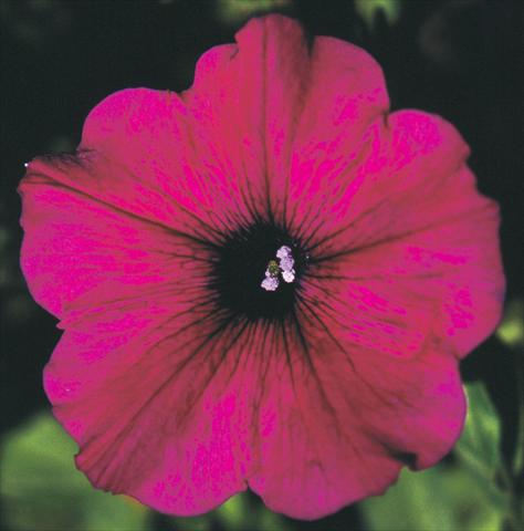 Photos von Blumenvarianten benutzt als: Topf, Beet, Terrasse, Ampel Petunia Viva® Exclusive Purple