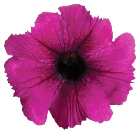 Photos von Blumenvarianten benutzt als: Topf, Beet, Terrasse, Ampel Petunia Viva® Select Burgundy