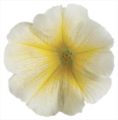 Photos von Blumenvarianten benutzt als: Topf, Beet, Terrasse, Ampel Petunia Viva® Select Yellow 2012