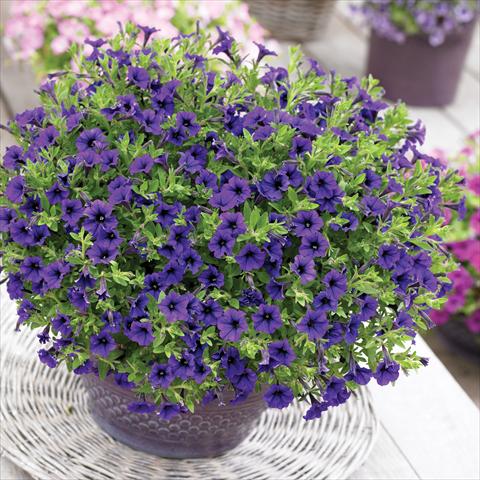 Photos von Blumenvarianten benutzt als: Topf, Beet, Terrasse, Ampel Petunia Vivini™ Blue