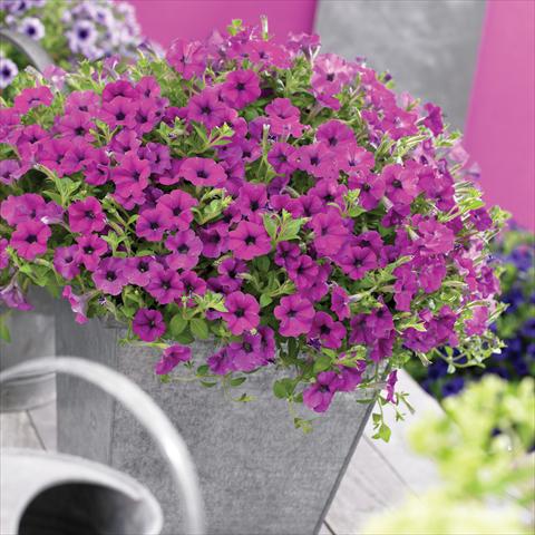 Photos von Blumenvarianten benutzt als: Topf, Beet, Terrasse, Ampel Petunia Vivini ™Purple