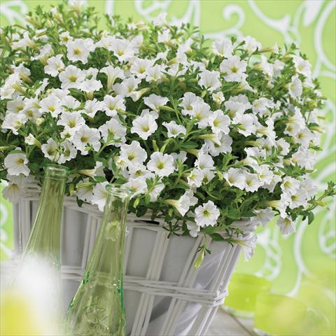 Photos von Blumenvarianten benutzt als: Topf, Beet, Terrasse, Ampel Petunia Vivini™ White