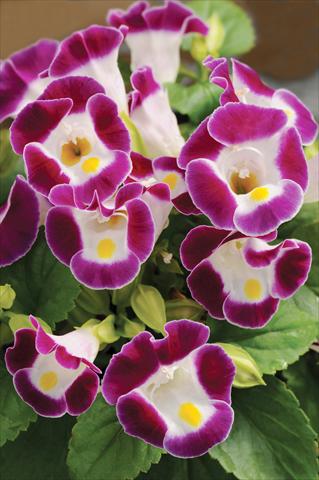 Photos von Blumenvarianten benutzt als: Topf, Beet, Terrasse Torenia Kauai™ Burgundy