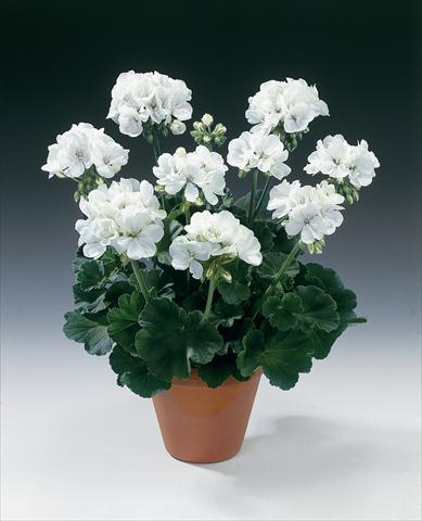 Photos von Blumenvarianten benutzt als: Topf, Beet, Terrasse Pelargonium zonale pac® Glacis