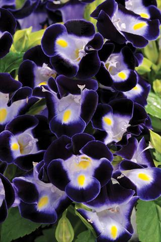 Photos von Blumenvarianten benutzt als: Topf, Beet, Terrasse Torenia Kauai™ Deep Blue