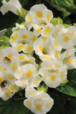 Photos von Blumenvarianten benutzt als: Topf, Beet, Terrasse Torenia Kauai™ Lemon Drop