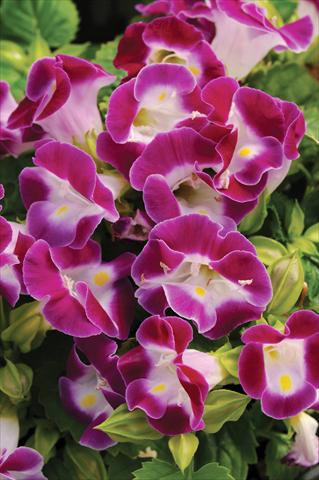 Photos von Blumenvarianten benutzt als: Topf, Beet, Terrasse Torenia Kauai™ Magenta