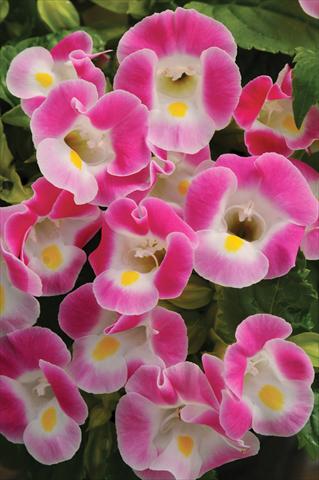 Photos von Blumenvarianten benutzt als: Topf, Beet, Terrasse Torenia Kauai™ Rose
