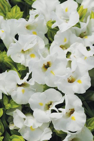 Photos von Blumenvarianten benutzt als: Topf, Beet, Terrasse Torenia Kauai™ White