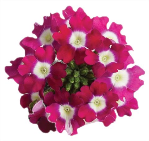 Photos von Blumenvarianten benutzt als: Topf, Terrasse, Ampel. Verbena Venturi™ Cherry with Eye