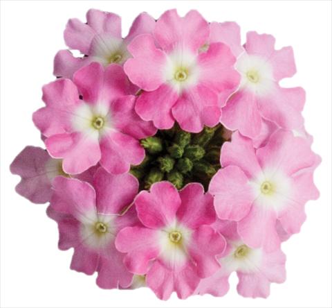Photos von Blumenvarianten benutzt als: Topf, Terrasse, Ampel. Verbena Venturi™ Pink with Eye