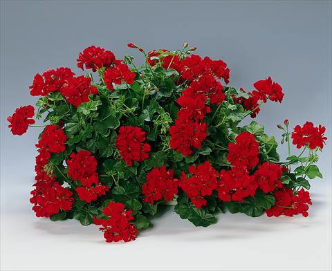 Photos von Blumenvarianten benutzt als: Beet, Terrasse, Ampel Pelargonium peltatum pac® Granatit