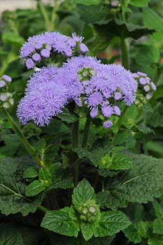 Photos von Blumenvarianten benutzt als: Topf und Beet Ageratum houstonianum Everest Blue