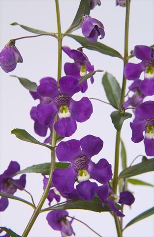 Photos von Blumenvarianten benutzt als: Topf, Beet, Terrasse, Ampel Angelonia angustifolia Blue