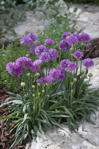 Photos von Blumenvarianten benutzt als: Beet- / Rabattenpflanze Armeria pseudarmeria Ballerina Lilac
