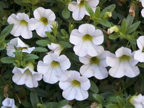 Photos von Blumenvarianten benutzt als: Topf, Beet, Terrasse, Ampel Calibrachoa Sweet Bells® Snowberry