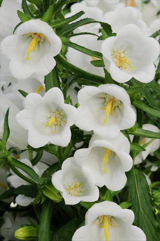 Photos von Blumenvarianten benutzt als: Topf und Beet Campanula medium Campana F1 White