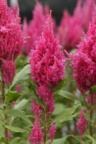 Photos von Blumenvarianten benutzt als: Topf Celosia plumosa Sunday Dark Pink