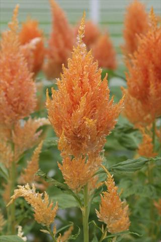 Photos von Blumenvarianten benutzt als: Topf Celosia plumosa Sunday Orange