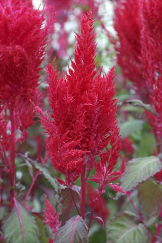 Photos von Blumenvarianten benutzt als: Topf Celosia plumosa Sunday Red