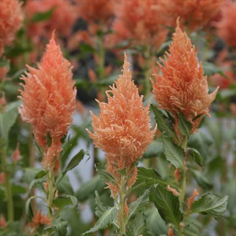 Photos von Blumenvarianten benutzt als: Topf Celosia plumosa Sunday Salmon
