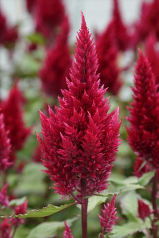 Photos von Blumenvarianten benutzt als: Topf Celosia plumosa Sunday Wine Red