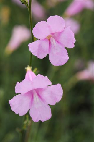 Photos von Blumenvarianten benutzt als: Beet- / Rabattenpflanze Incarvillea sinensis Cheron Pink