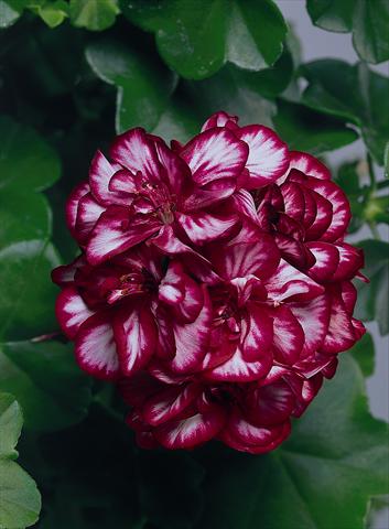 Photos von Blumenvarianten benutzt als: Beet, Terrasse, Ampel Pelargonium peltatum pac® Mexica Tomcat