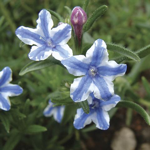 Photos von Blumenvarianten benutzt als: Topf und Beet Lithodora diffusa Star