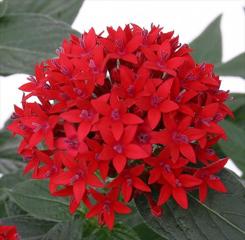Photos von Blumenvarianten benutzt als: Topf und Beet Pentas lanceolata Panic Red