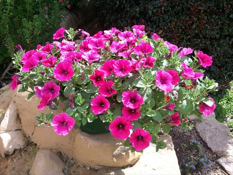 Photos von Blumenvarianten benutzt als: Topf, Beet, Terrasse, Ampel Petunia Sweet Pleasure® Hot Pink