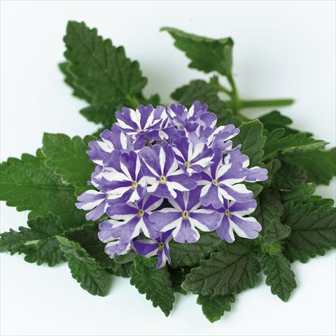 Photos von Blumenvarianten benutzt als: Topf, Terrasse, Ampel. Verbena Star Dreams Blue Star