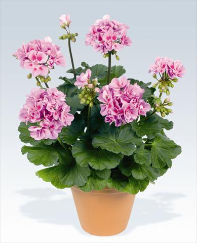 Photos von Blumenvarianten benutzt als: Topf, Beet, Terrasse Pelargonium zonale pac® Ameta